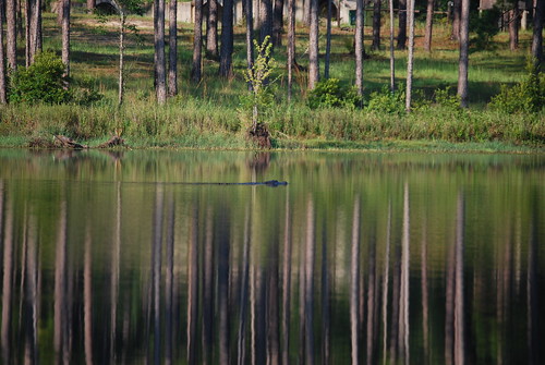 lake reflection gator aligator