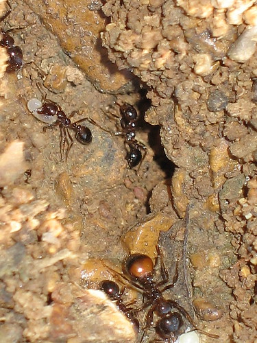 insect ant fireant
