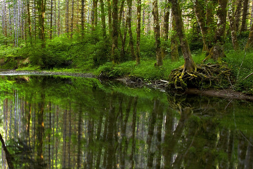 trees summer tree green nature water grass leaves oregon creek forest river landscape ian photography still woods stream images foliage western waters brook wilderness beside sane