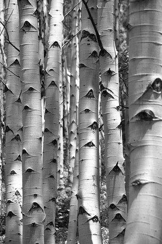 light blackandwhite usa tree nature colorado shadows grove bark aspen breckenridge summitcounty boreaspass filtered nikond90 colingrubbs