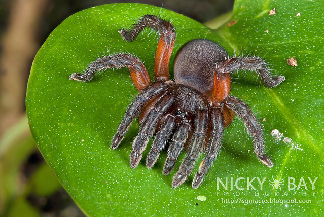 Spider with 10 Legs?!? Trapdoor Spider (Conothele sp.) - DSC_9940b