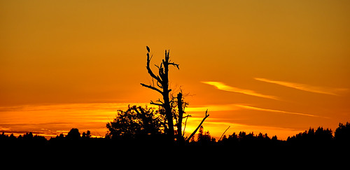 sunset orange silhouette bc britishcolumbia orangesky greatblueheron abbotsford gbh nikond90 nikkor18to200mmvrlens