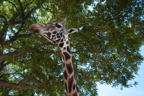 texas giraffe glenrose fossilrim reticulatedgiraffe fossilrimwildlifecenter somervellcounty giraffacamelopardalisreticulata ©2011stevenmwagner