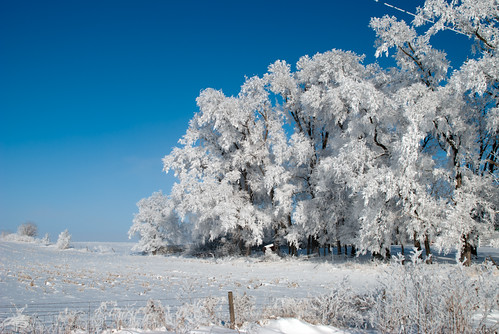 blue winter white snow cold tree ice fog fence landscape frozen frost hoarfrost country icy frozenfog kalona