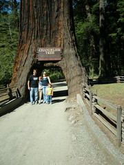 2011;Humbolt Redwoods 007.JPG