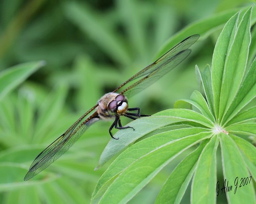 ny newyork macro adirondacks 7d upstatenewyork paulsmithscollege uppersaranaclake mygearandme 100mmmacrof28lisusm