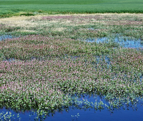 blue canada color colour green pond purple farm sk prairie saskatchewan agriculture swiftcurrent 2011 canadagood thisdecade