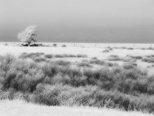 blackandwhite rural frost hoarfrost sage kansas agriculture enhanced yucca atwood us36
