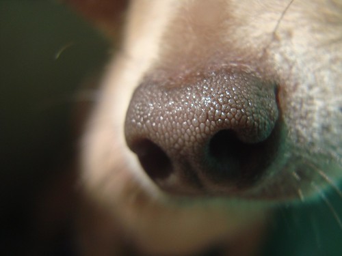 dog macro cute nose perro lindo mascota nariz chihuahuadog perrochihuahua psmacro