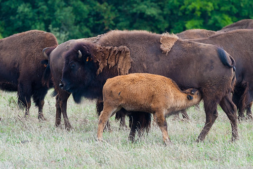 animal bison