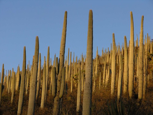 mountains latinamerica cacti mexico landscapes flickr desert sunsets 2006 gps puebla mex panoramio