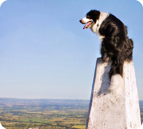 dog collie watch bordercollie barney trigpoint worcestershirebeacon thelittledoglaughed blinkagain