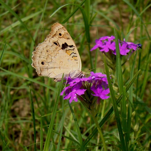 india macro butterfly sony july uttarpradesh brushfooted 2011 aligarh butterflyindia bluepansy nymphalid dsch50 precisorithya