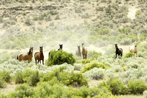 nature animals washington wildlife wildhorses equine equus wildmustangs