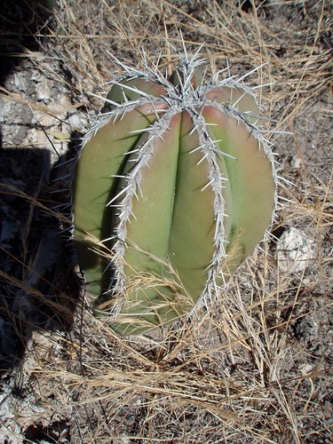 latinamerica cacti mexico flickr desert 2006 puebla mex gpsapproximate