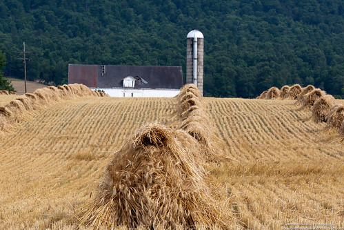 barn canon farm wheat harvest