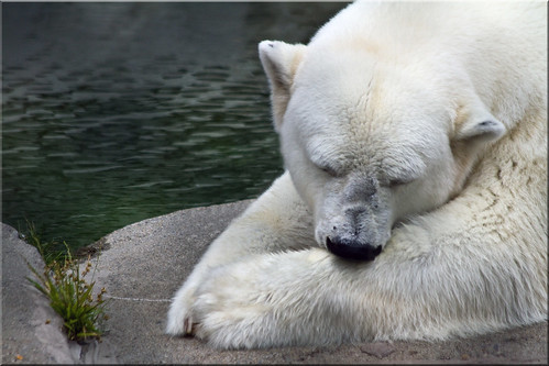 sleeping white fur zoo san francisco nap time bears 100views bruins resting paws polar pike ursus drowsy satiated 2048 maritimus nightynight ursine