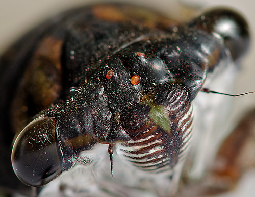 oklahoma cicada nikon nikkor ok shawnee flickraward nikonflickraward