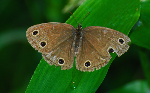 butterfly littlewoodsatyr