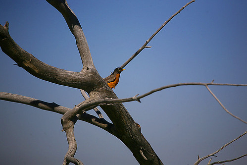 sky tree bird wildlife americanrobin deadfall