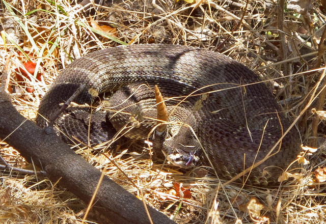 Rattlesnake at Skyline Park
