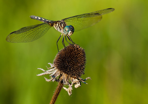 nature dragonfly insects natcheztrace ngm favescontestwinner herowinner ultraherowinner npgm