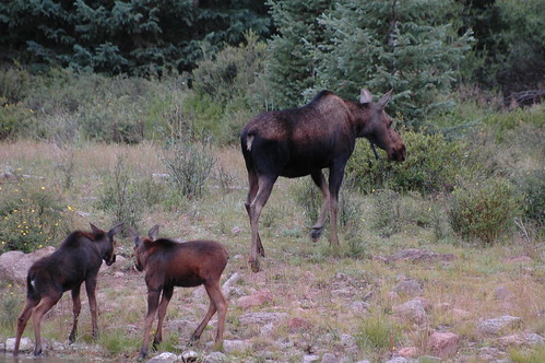 hiking moose