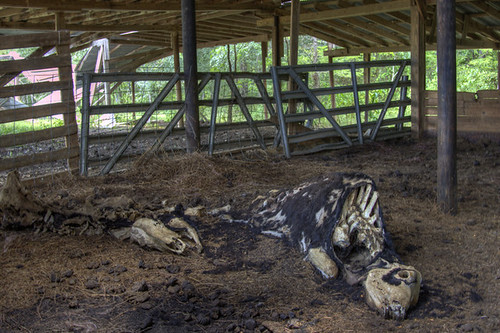 abandoned barn rural skeleton skull cow decay farm abandon forgotten arkansas reclaimation