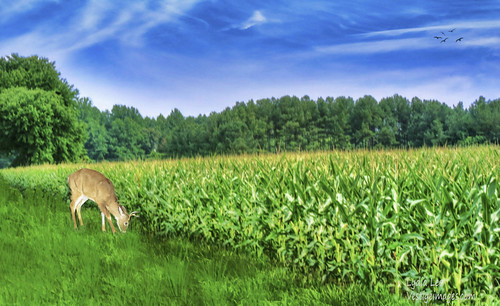 trees sky field landscape virginia corn deer fieldcorn lydialee vestigeimages