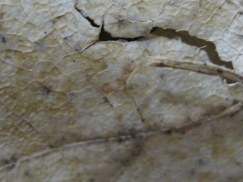 scale leaf desert nest skin dry crack ariallandscape