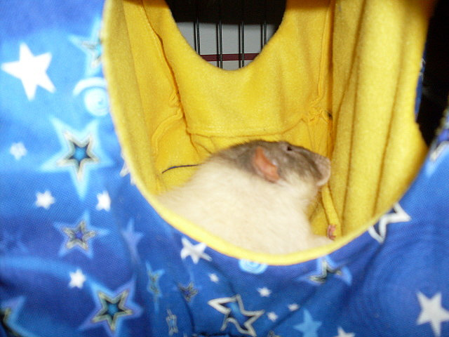 Captain lounging in his Playhouse