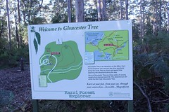 Gloucester Tree_1