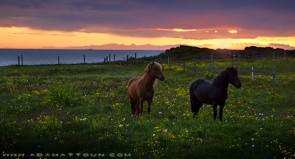 Horses Near Akranes - Iceland