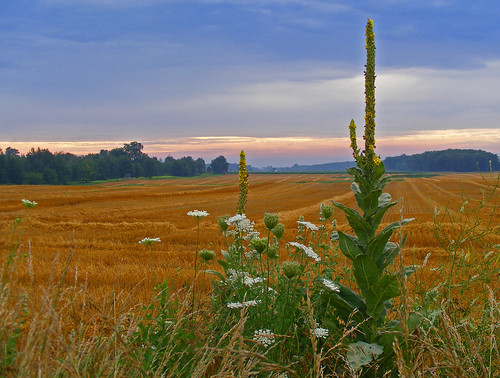 sunrise michigan wheat farming queenanneslace commonmullein