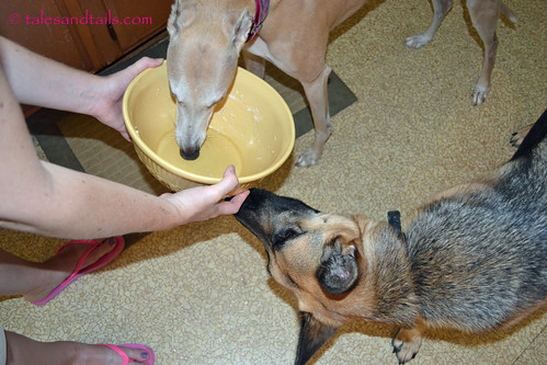 greyhound bunny bowl germanshepherdmorgan ds629 helpingwithcookies