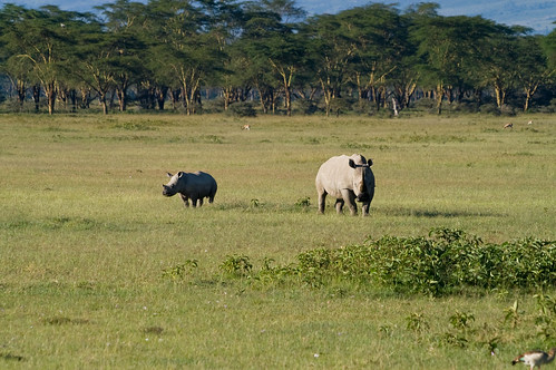tiere kenya ken nakuru ort nashorn breitmaulnashorn ereignis lakeviewestate kenyazanzibar2007