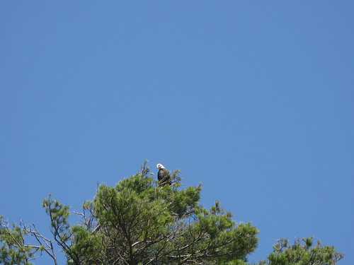 baldeagle aves eagles beaverisland haliaeetus falconiformes accipitridae