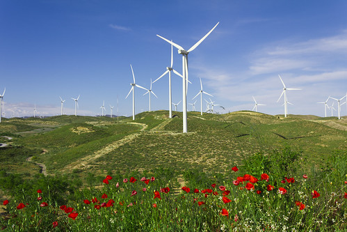 flowers sky green landscape wind turbines