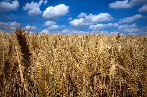 jaune soleil champs juillet farine blé orge agiculture moissons céréales blésmurs