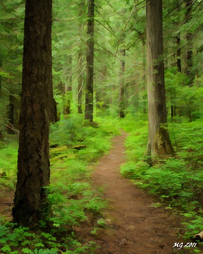 trees plants canada tree green forest nikon rainforest path walk hike trail simplified temperate