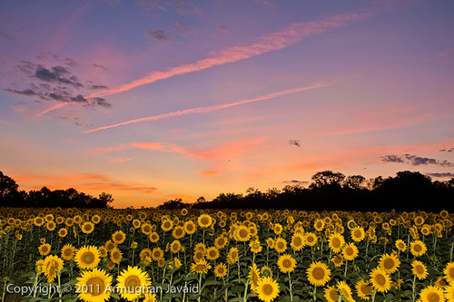 sunset maryland sunflowers mckeebesherswildlifemanagementarea nikond700 1635mmf4