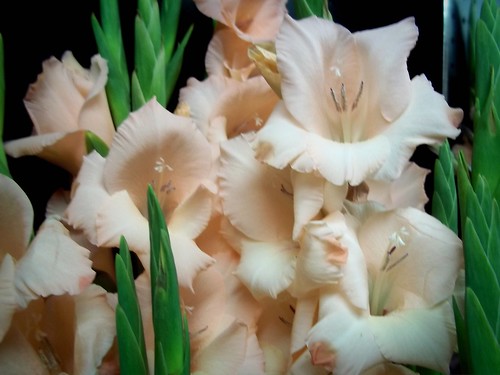 Gladioli