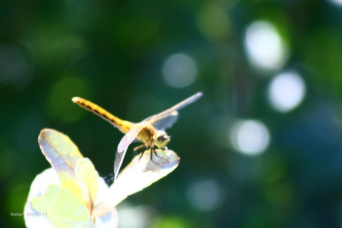 blur makesmehappy wings dragonfly accident honorthegift honourthegift gratitudelist
