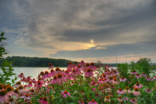flowers sunset ohio lake geotagged pier nikon raw nef coneflowers hdr silouhette nx2 d3s starkcountyohio sippolakepark nikongp1 photomatixpro4 nikkor24120f4