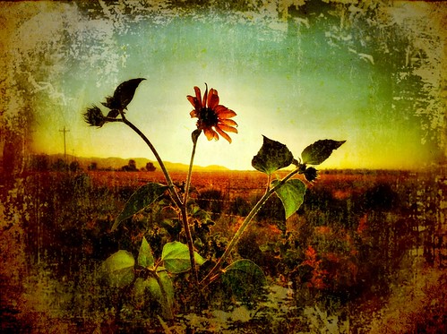 light sun flower field pretty grunge dirty sunflower landscap iphone hollingsworth