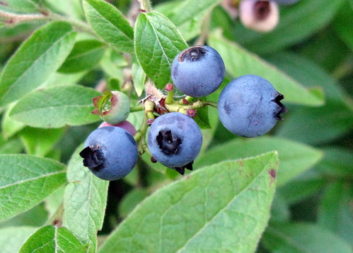 blueberries bleuets blogfkchs