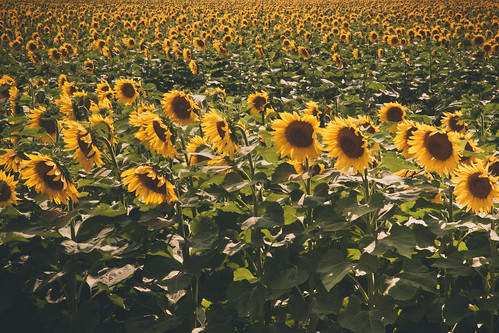 summer ontario canada flower green field yellow august sunflowers bloom blenheim mull southwestern cararose chathamkent jackfilm