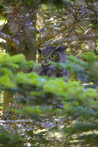 park nature newfoundland wildlife owl greathornedowl captivity salmonier