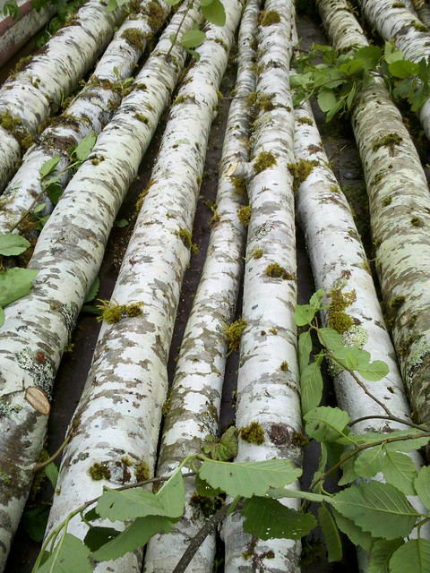 alder poles birch poles