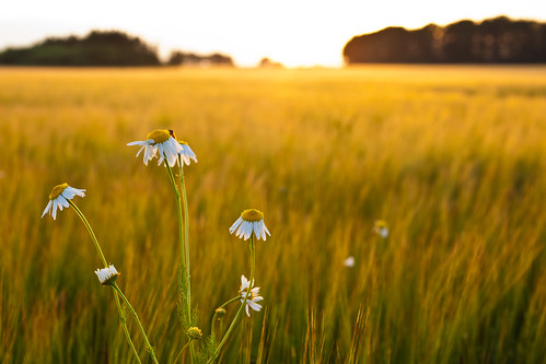 flowers sunset field skåne sweden farming f80 skåne viken 2011 ef50mmf25compactmacro canoneos5dmarkii ⅛sek